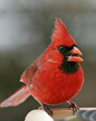Cardinal
